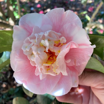 C. M. Wilson Variegated
